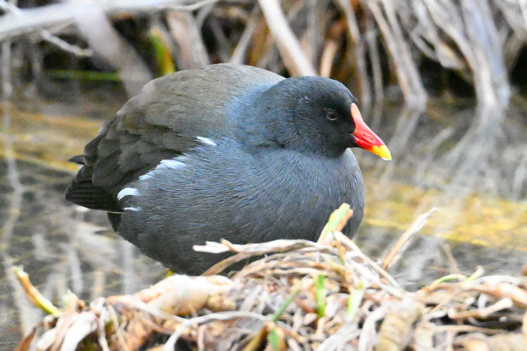 Common Moorhen