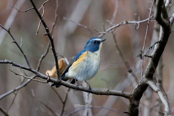 Red-flanked Bluetail 福岡県 Thu, 1/25/2024