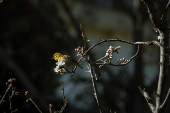 Warbling White-eye 大船フラワーセンター Thu, 1/25/2024