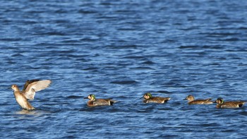 Baikal Teal 磐田大池 Sun, 1/21/2024