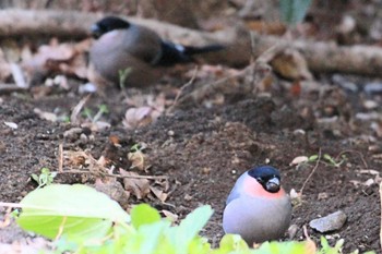 ウソ 大町自然観察園 2024年1月24日(水)