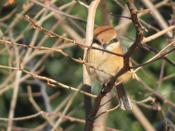 Bull-headed Shrike Unknown Spots Thu, 1/25/2024