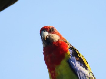 Eastern Rosella Central Coast Wetlands Pioneer Dairy(NSW) Sun, 1/7/2024