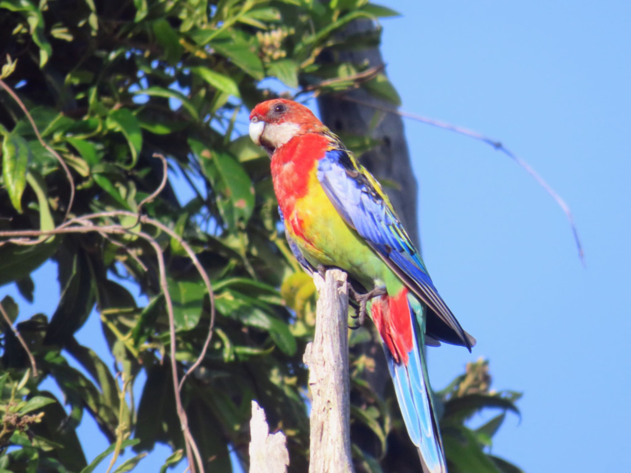 Photo of Eastern Rosella at Central Coast Wetlands Pioneer Dairy(NSW) by Maki