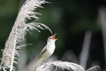 オオヨシキリ 馬見丘陵公園 2023年5月28日(日)