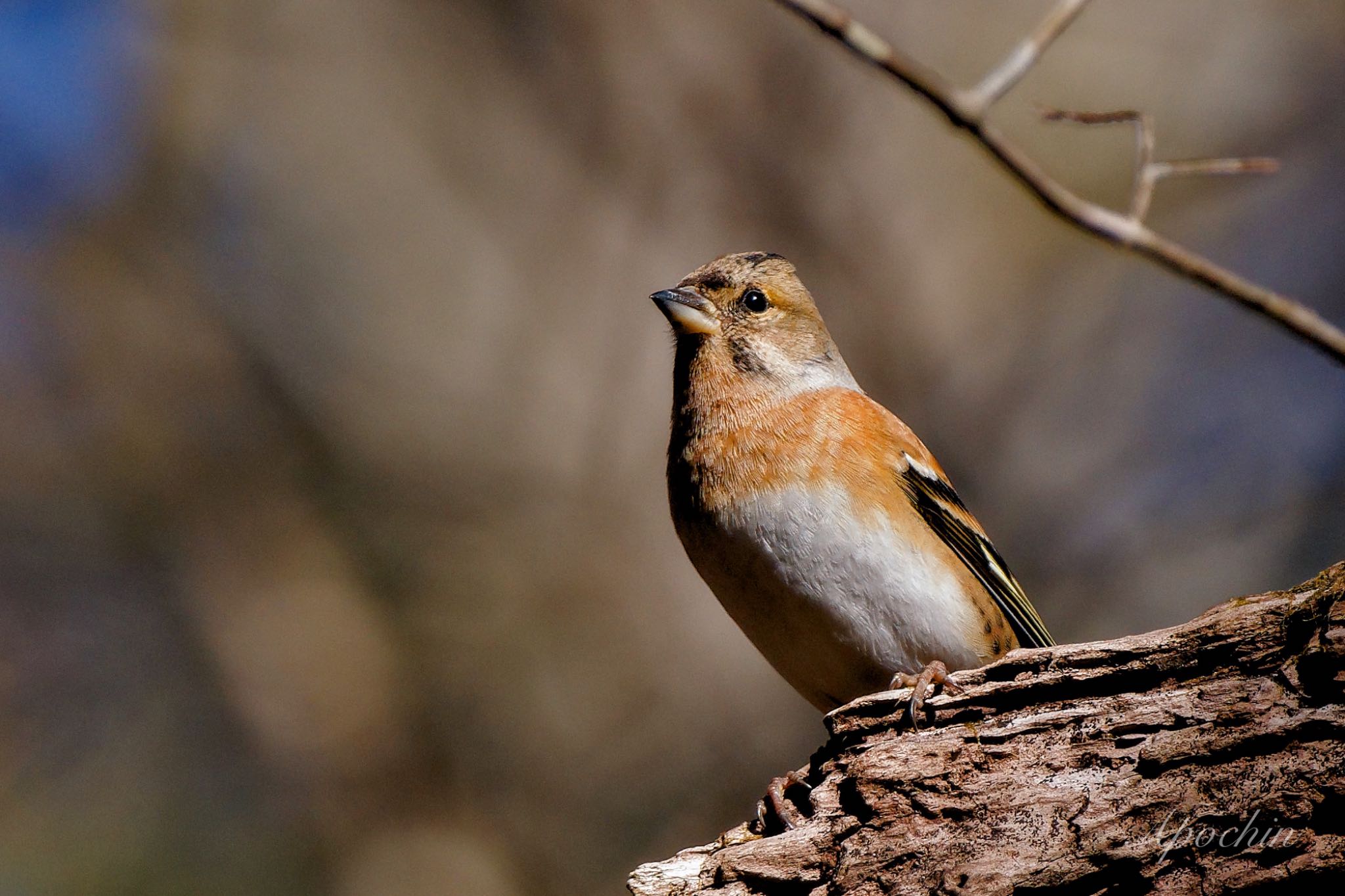 Brambling