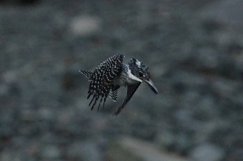 Crested Kingfisher Unknown Spots Unknown Date