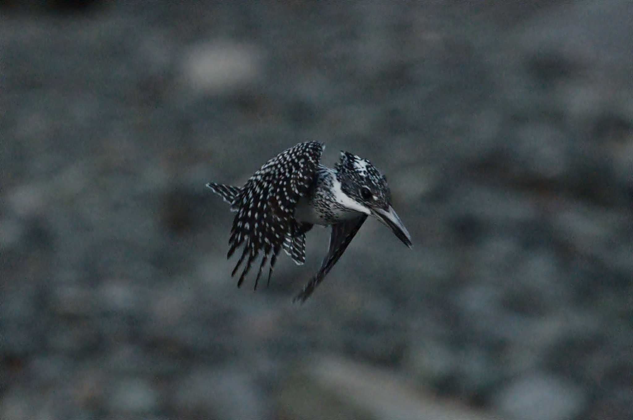 Photo of Crested Kingfisher at  by くまのみ