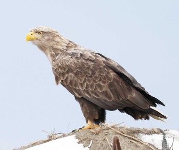 White-tailed Eagle Notsuke Peninsula Tue, 1/2/2024