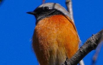 2024年1月25日(木) 大泉緑地の野鳥観察記録