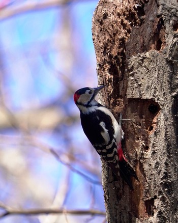 Great Spotted Woodpecker 東京都 Thu, 1/25/2024