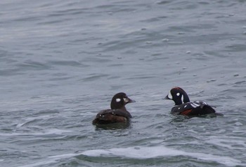 Harlequin Duck 茨城県 Tue, 1/2/2024