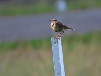 Australian Pipit Central Coast Wetlands Pioneer Dairy(NSW) Sun, 1/7/2024