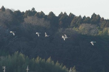 コハクチョウ 涸沼 2024年1月9日(火)