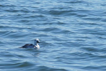 Smew 涸沼 Tue, 1/9/2024