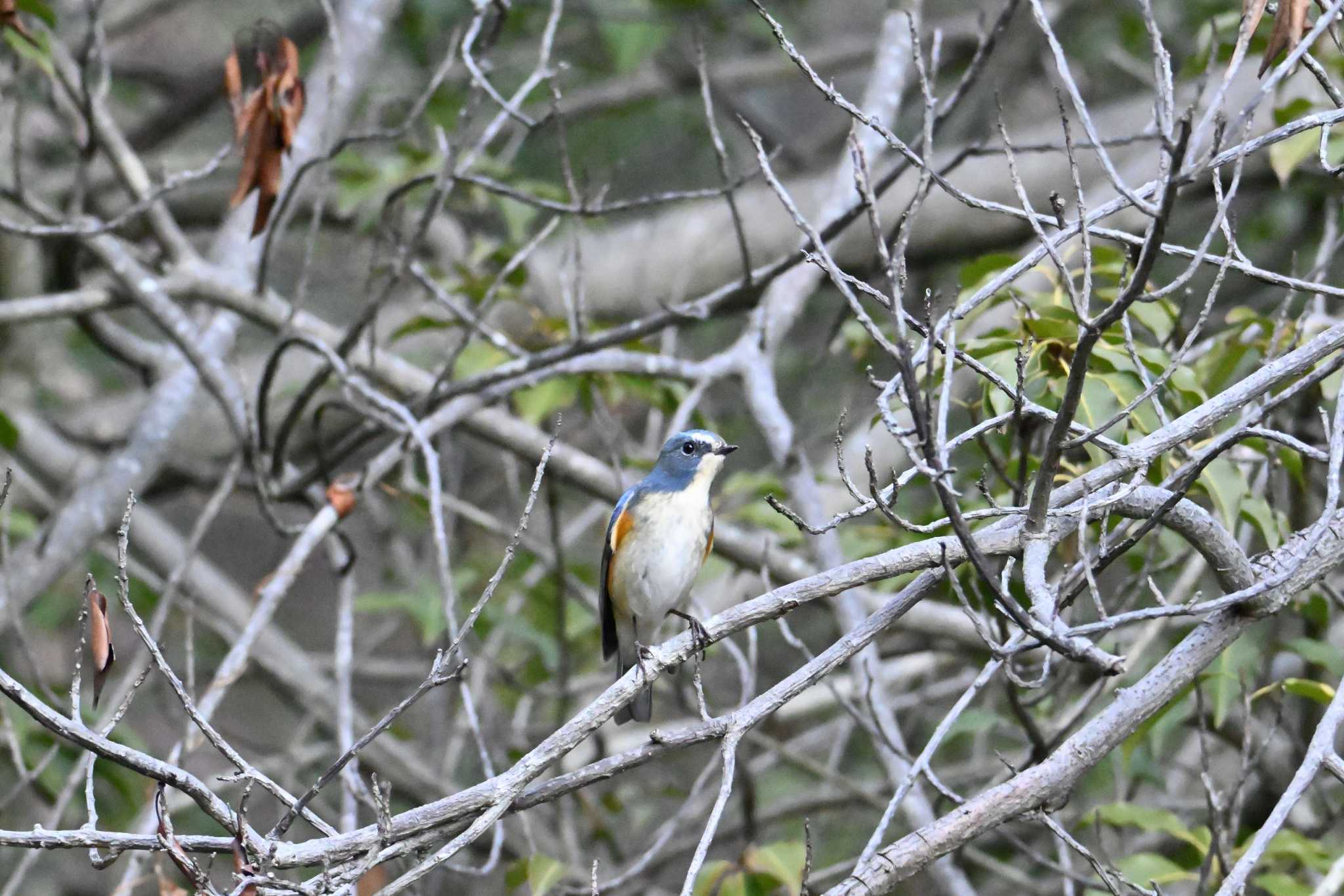 Red-flanked Bluetail