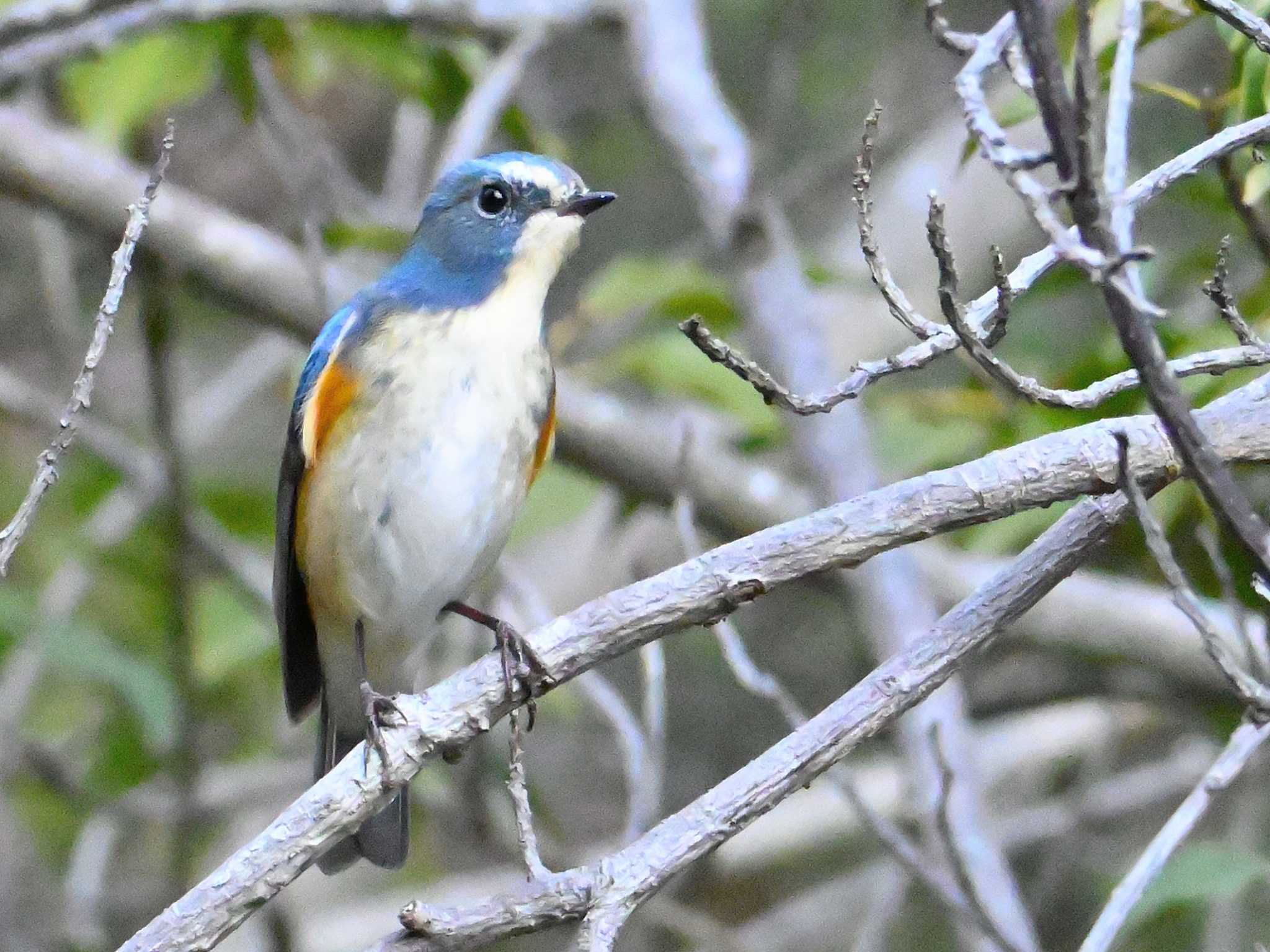 Red-flanked Bluetail