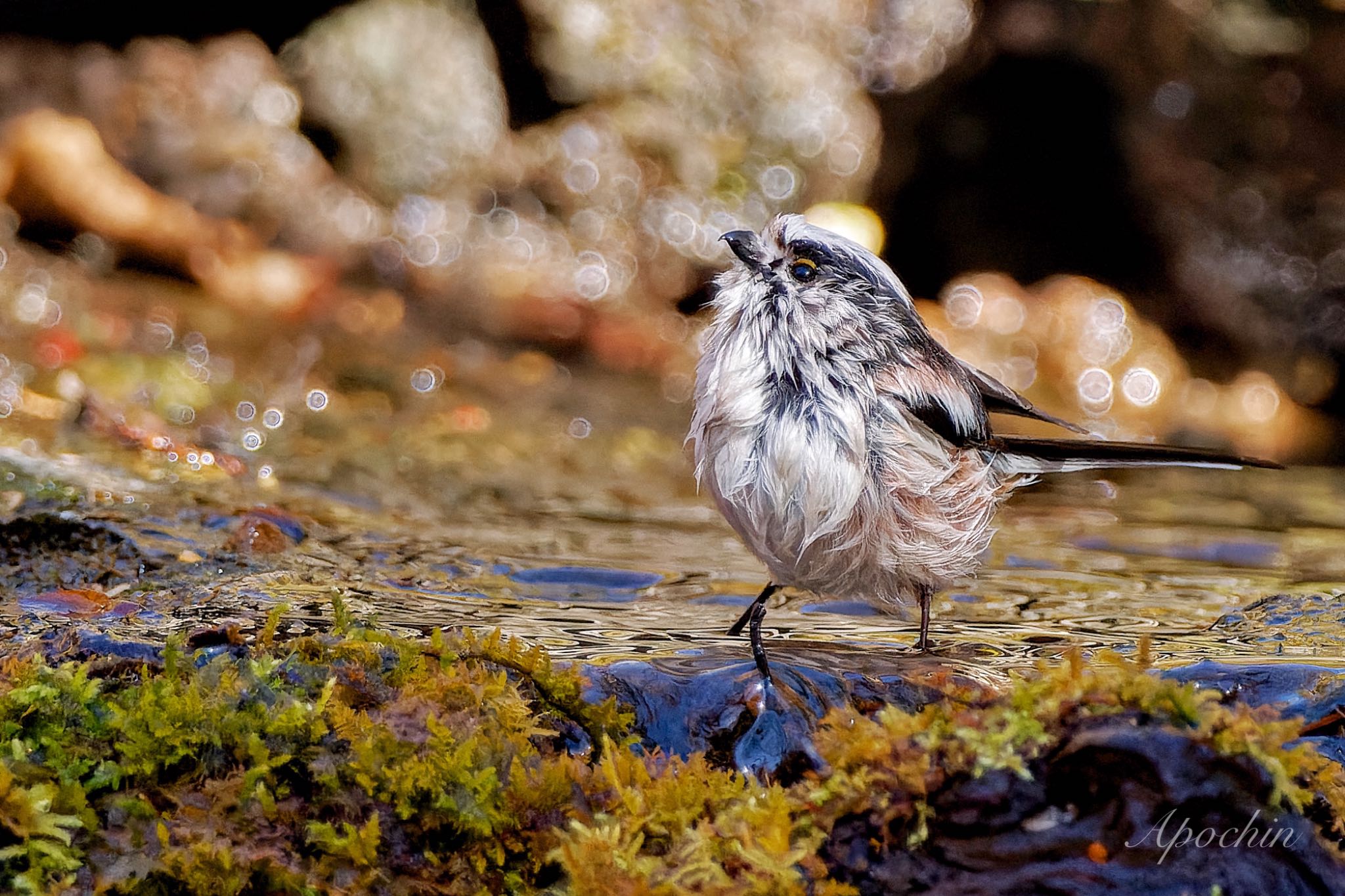 Long-tailed Tit