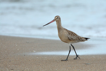 Bar-tailed Godwit 北海道 Unknown Date