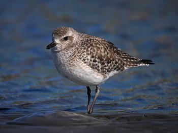 ダイゼン ふなばし三番瀬海浜公園 2024年1月25日(木)