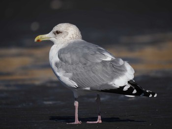 2024年1月25日(木) ふなばし三番瀬海浜公園の野鳥観察記録