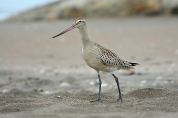 Bar-tailed Godwit 北海道 Unknown Date