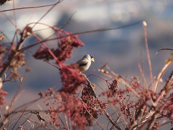 イカル 厚木七沢森林公園 2024年1月5日(金)