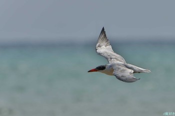 Caspian Tern Ishigaki Island Sat, 1/6/2024