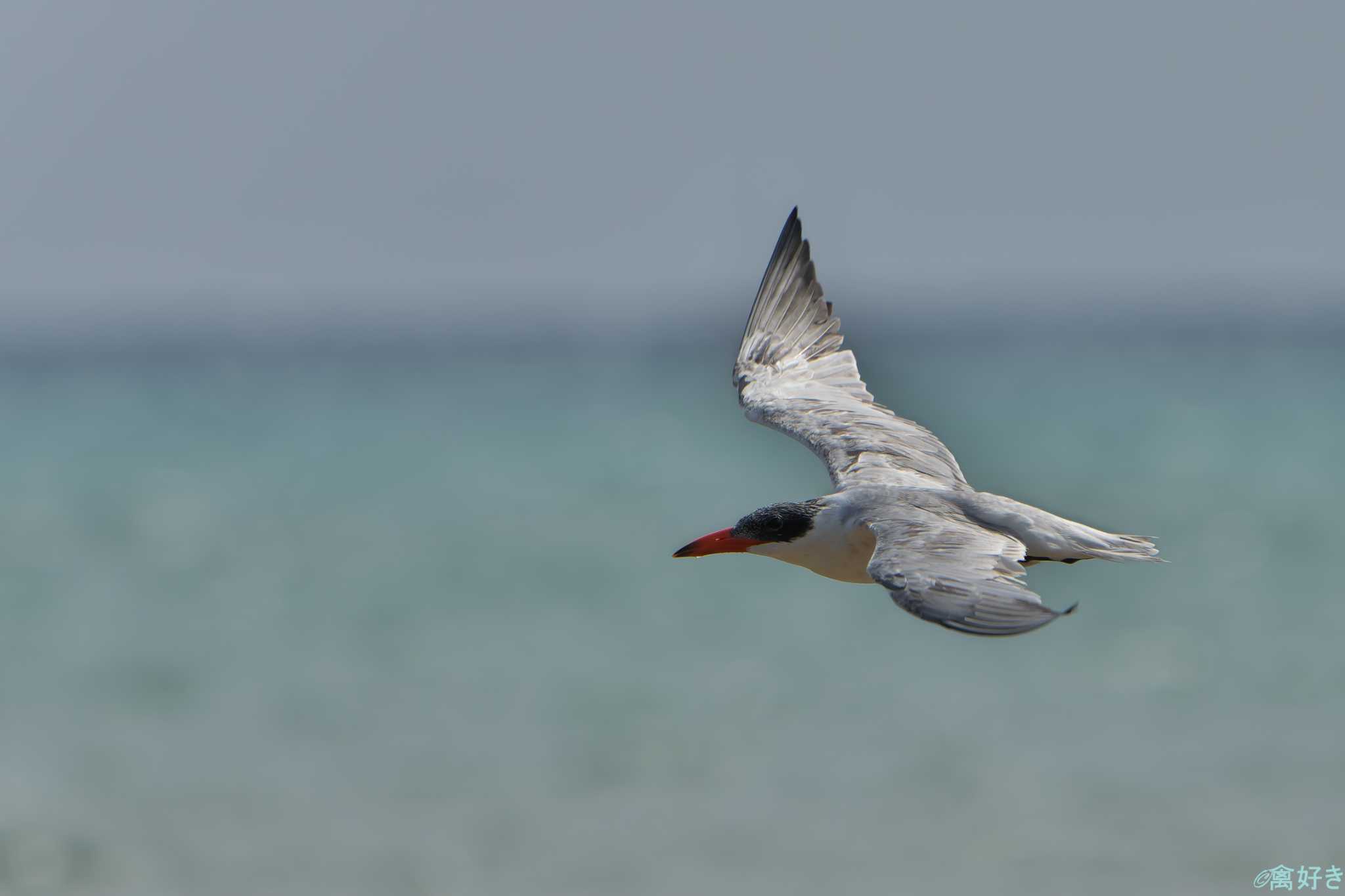 Photo of Caspian Tern at Ishigaki Island by 禽好き