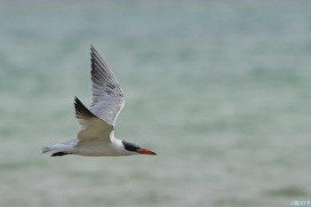 Caspian Tern Ishigaki Island Sat, 1/6/2024