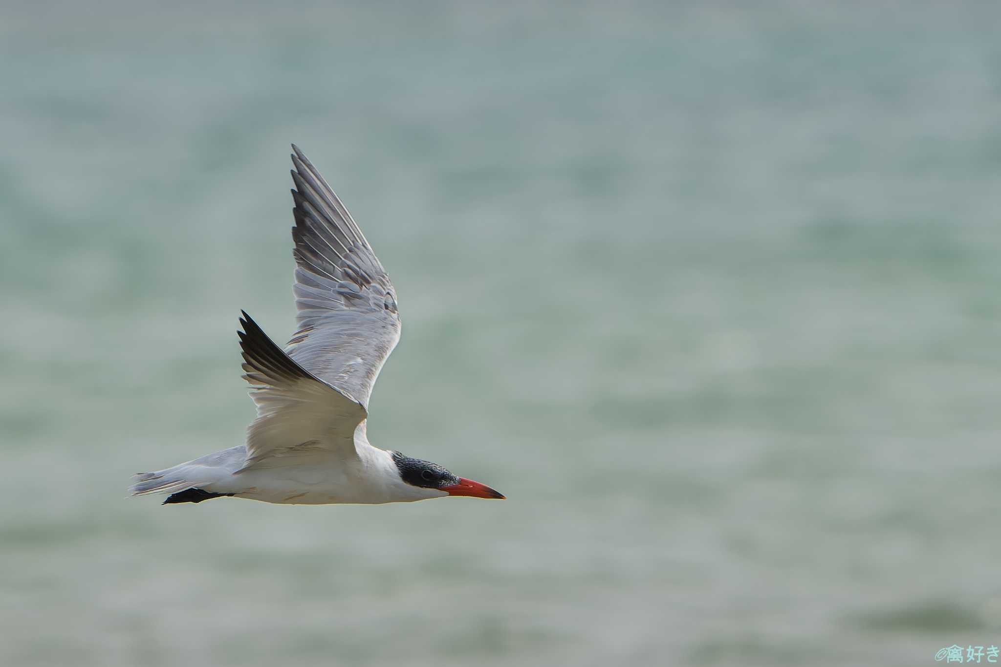 Photo of Caspian Tern at Ishigaki Island by 禽好き