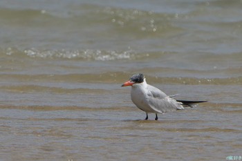 Caspian Tern Ishigaki Island Sat, 1/6/2024