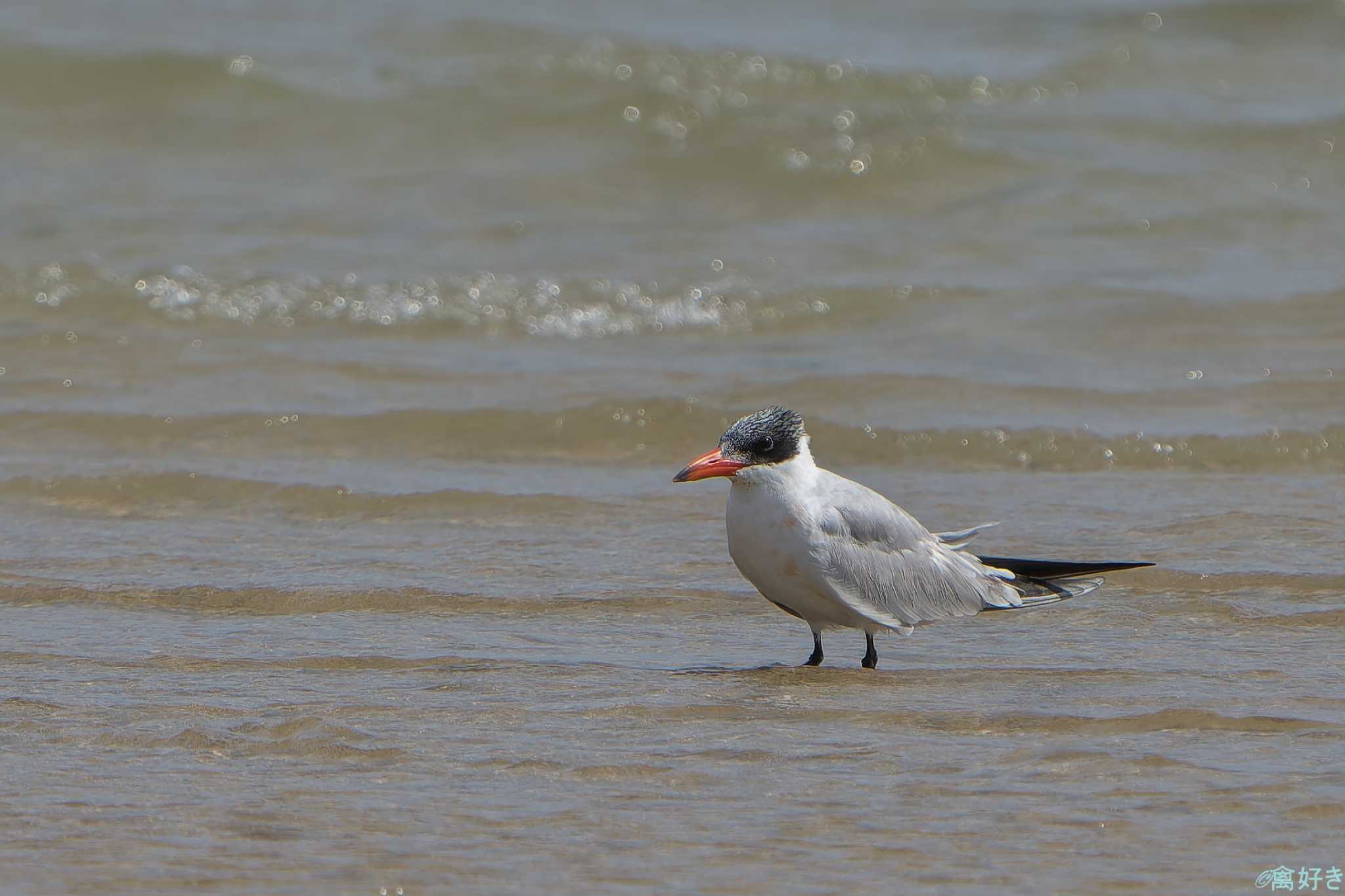 Photo of Caspian Tern at Ishigaki Island by 禽好き