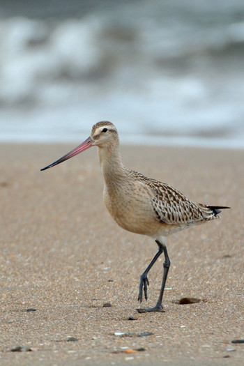 Bar-tailed Godwit 北海道 Unknown Date