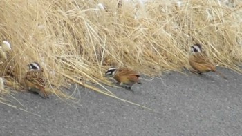 2024年1月24日(水) 長野県埴科郡坂城町の野鳥観察記録