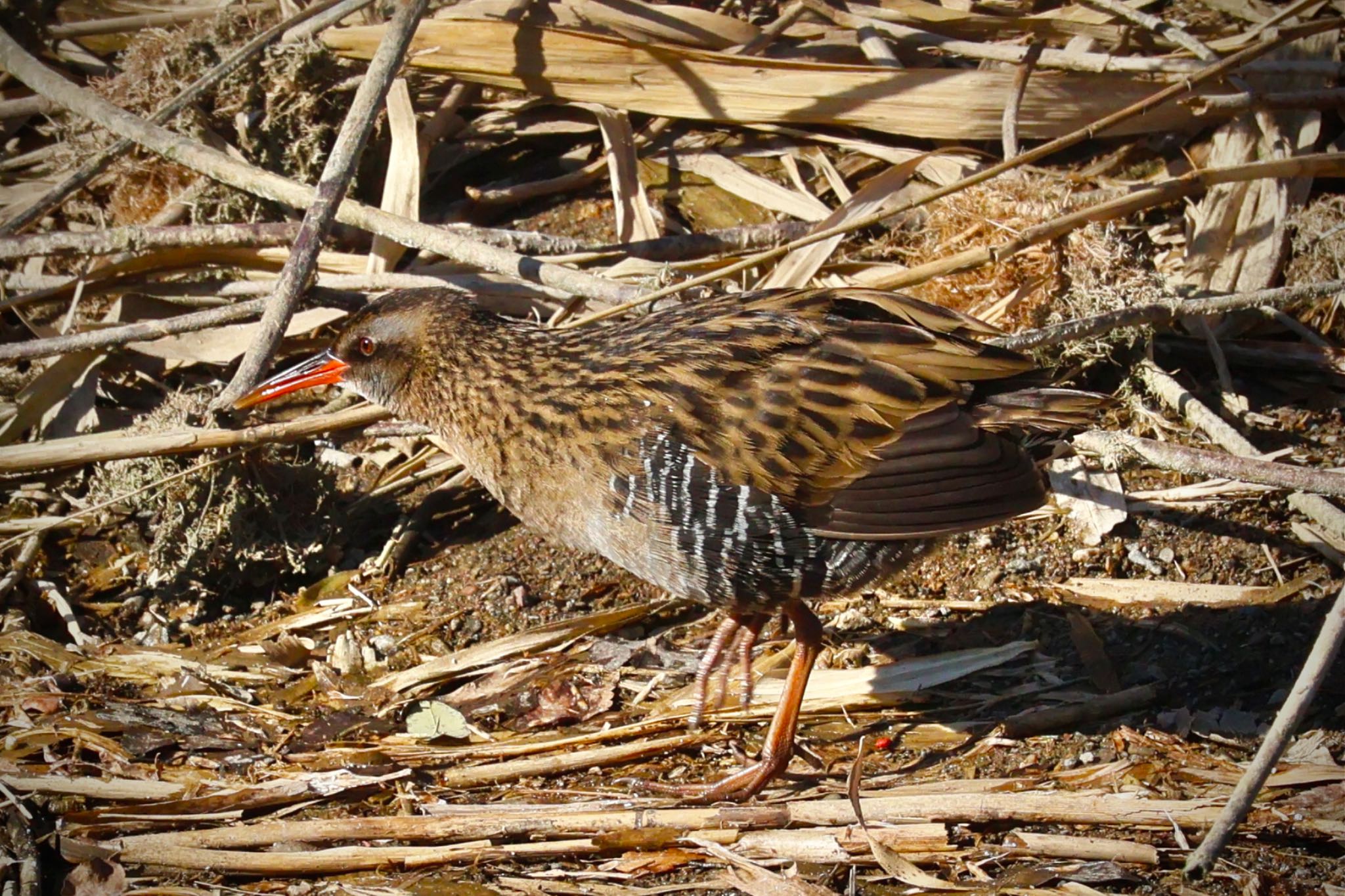 Brown-cheeked Rail