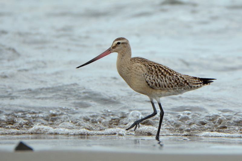 Bar-tailed Godwit