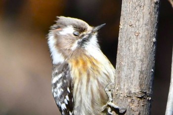 Japanese Pygmy Woodpecker Hikarigaoka Park Thu, 1/25/2024