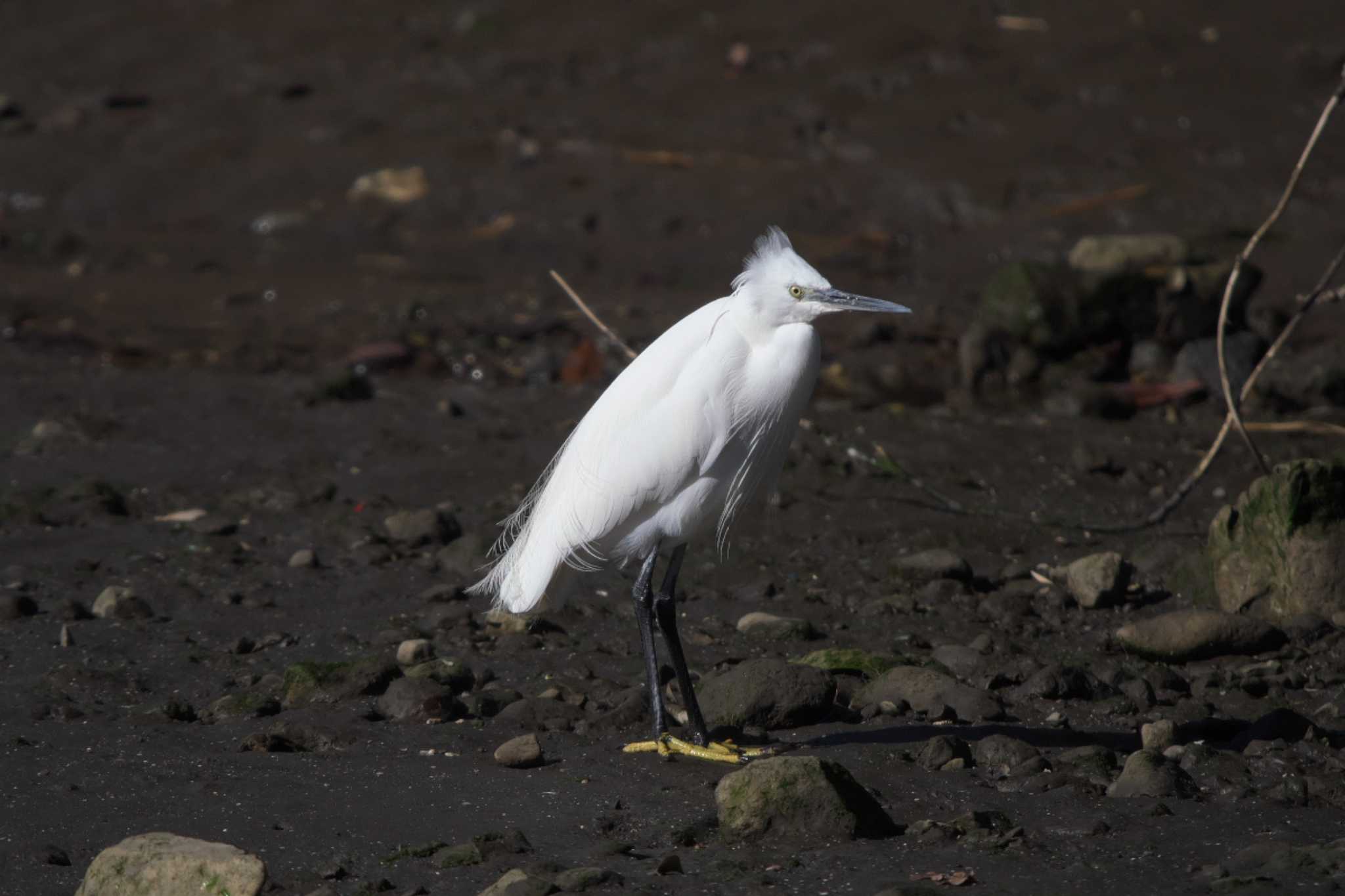 Little Egret