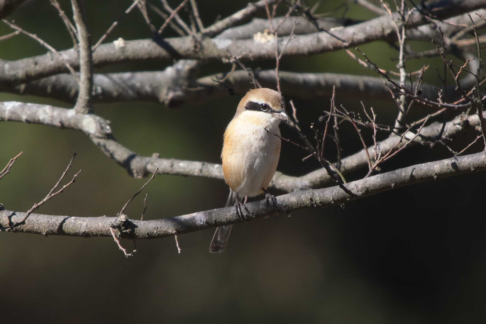 Photo of Bull-headed Shrike at 小網代の森 by Y. Watanabe