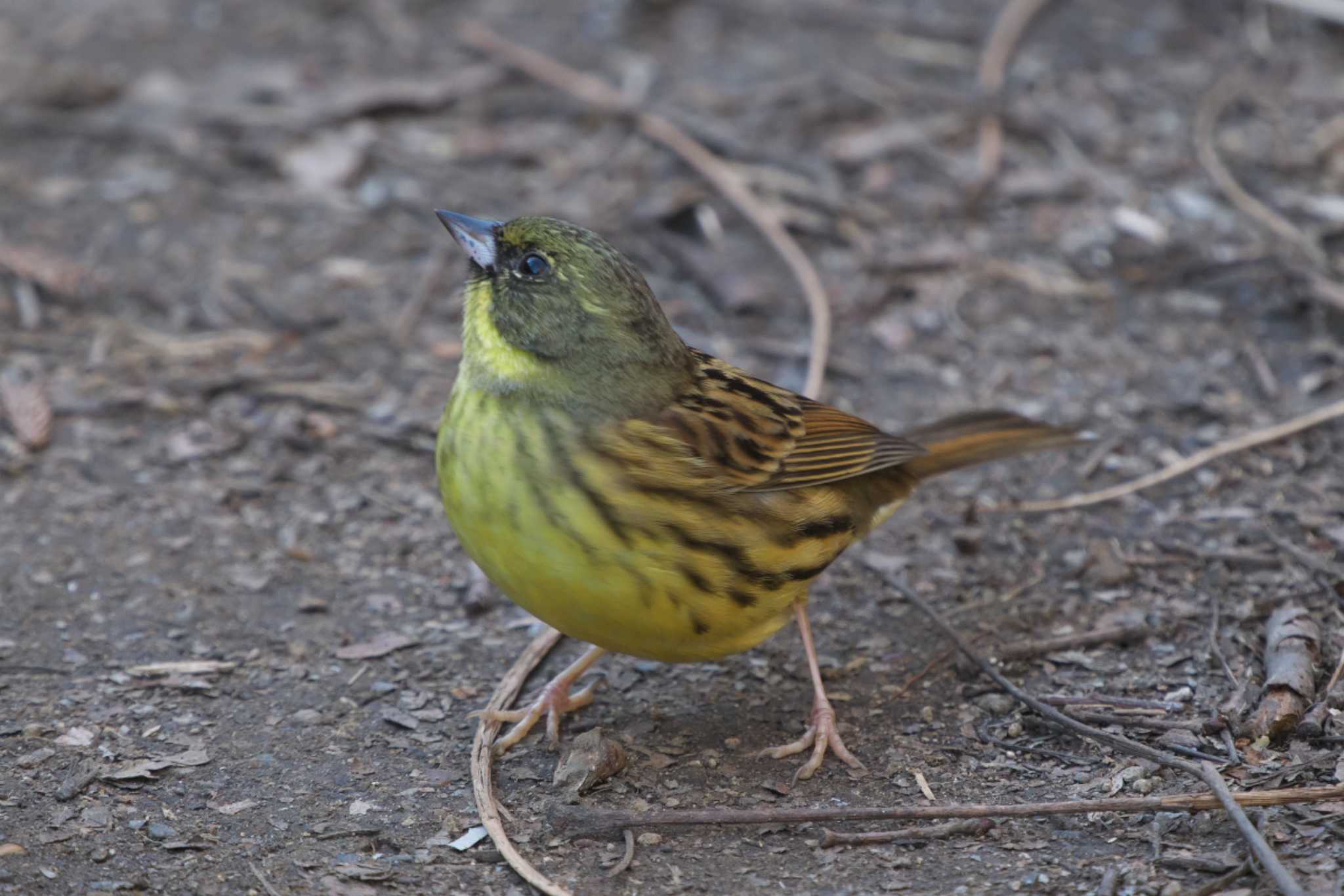 Masked Bunting