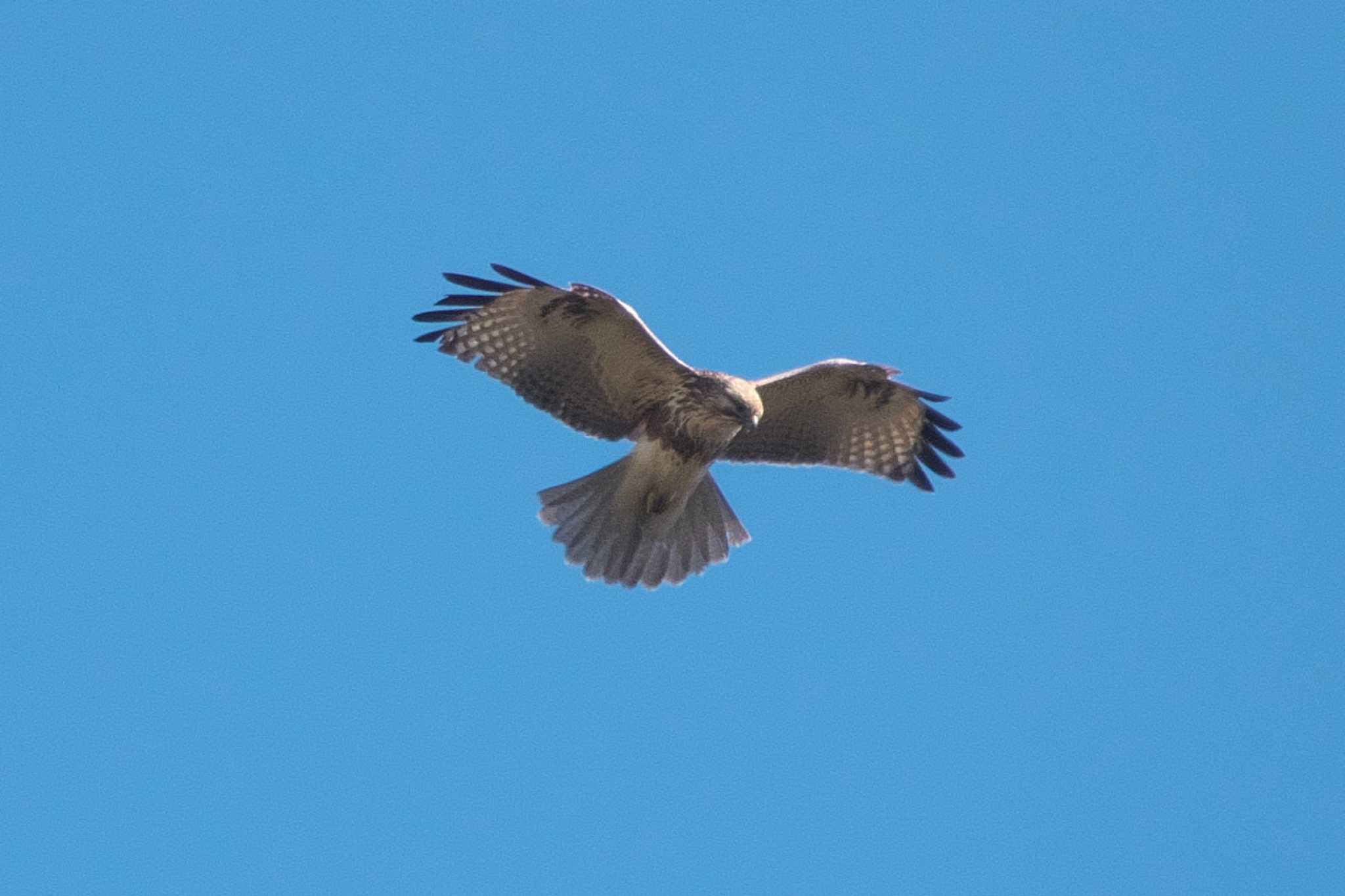 Eastern Buzzard