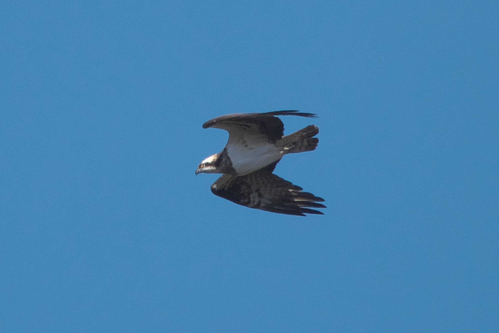 Osprey