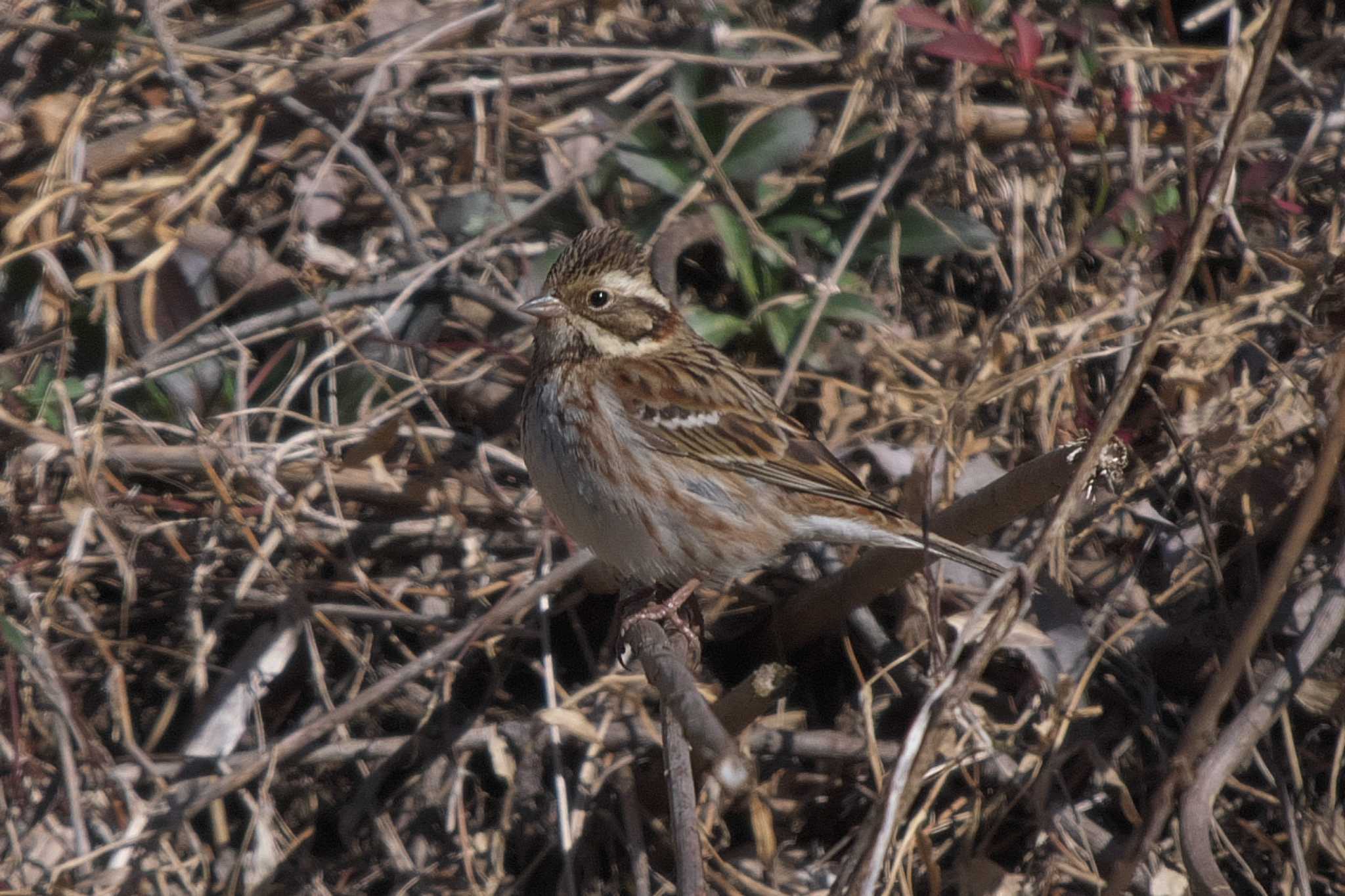 Rustic Bunting