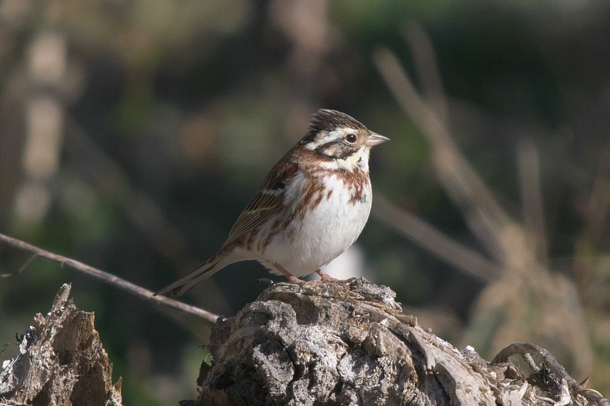 Rustic Bunting