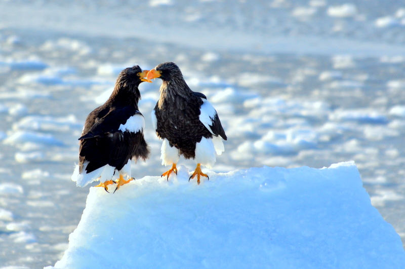 Steller's Sea Eagle