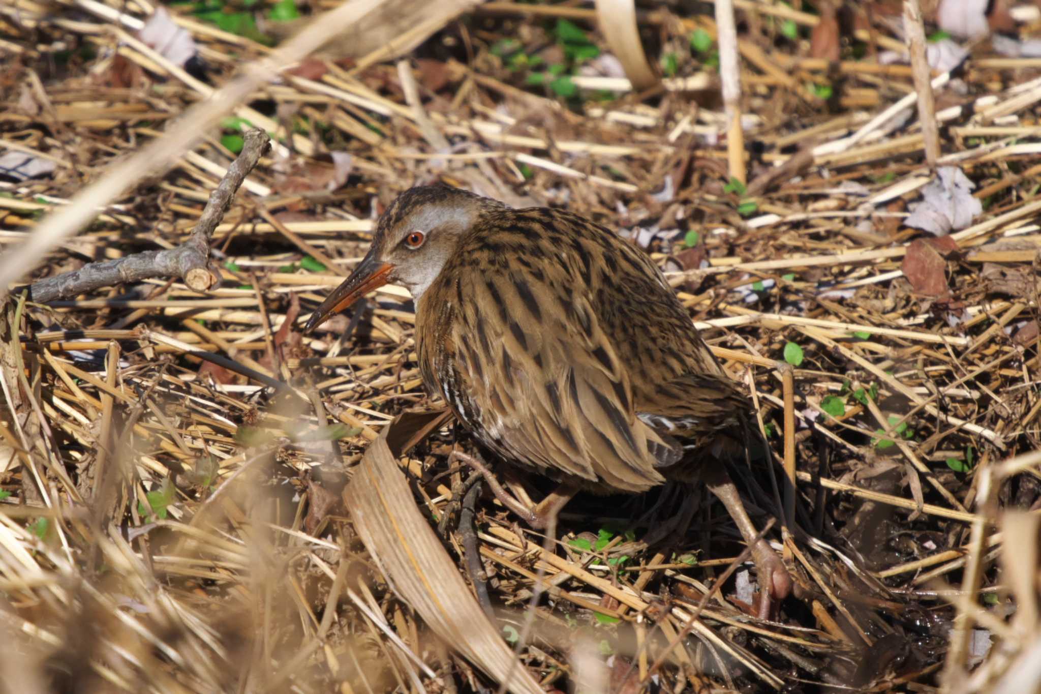 Brown-cheeked Rail