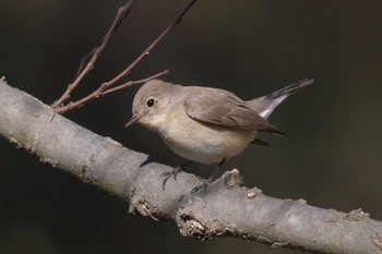 2024年1月25日(木) 小網代の森の野鳥観察記録