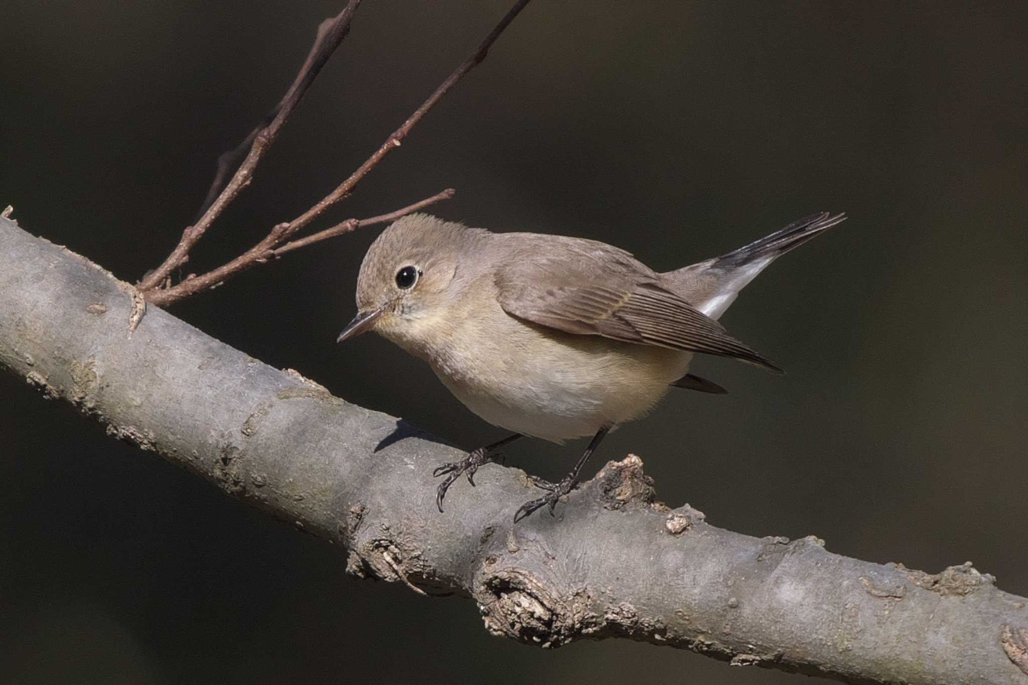 Red-breasted Flycatcher