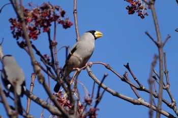 イカル 小宮公園(八王子) 2024年1月14日(日)